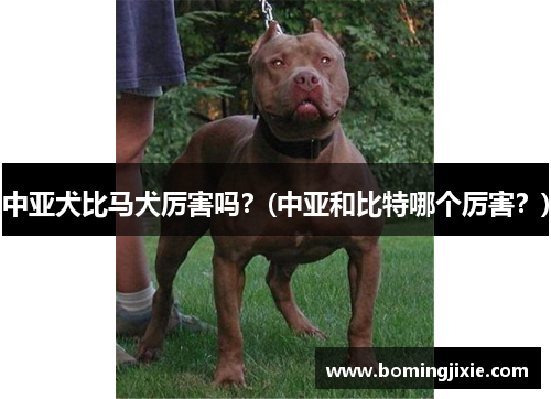 中亚犬比马犬厉害吗？(中亚和比特哪个厉害？)